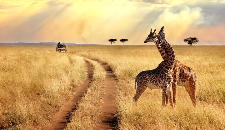 Safari-eventyr i Sydafrika
